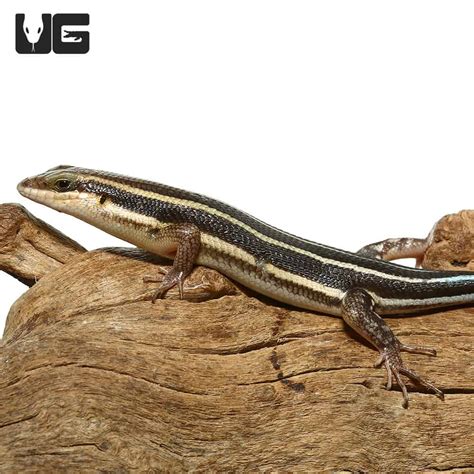 Blue Tailed Skink