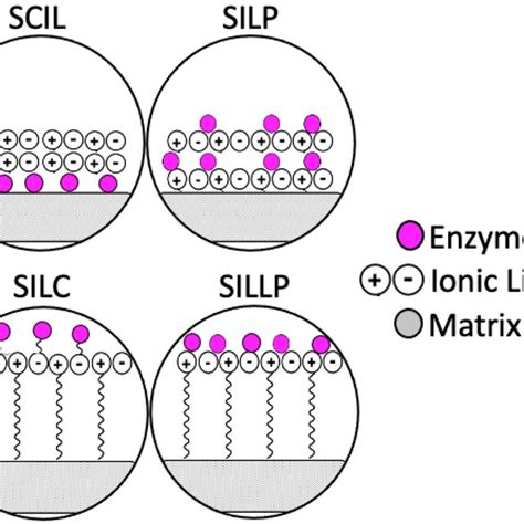 Enzyme Immobilized On The Supports Modified With Ionic Liquids