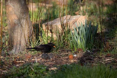 Le Broyat De Bois Au Jardin Le Jardin Qui Se Mange