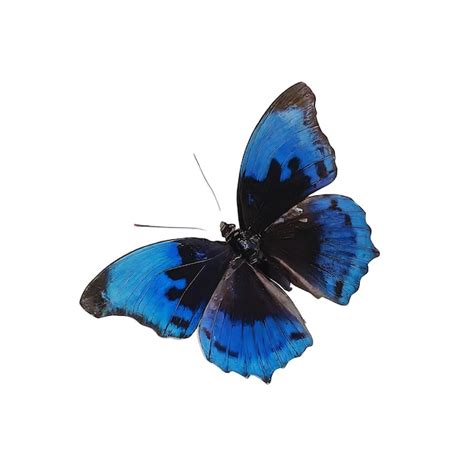 Borboleta Morpho Preta E Azul Em Fundo Branco Foto Premium