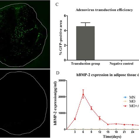 Adenoviral Gene Transduction Efficiency And Hbmp 2 Protein Expression