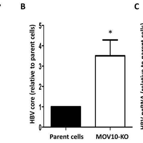 In Vitro Wound Healing Scratch Assay A Mcf Cancer Cells B Mcf