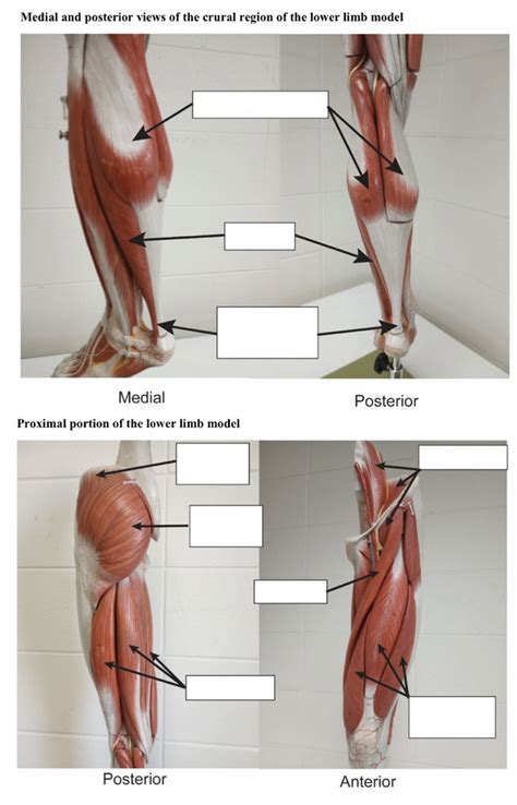 Muscles Of Lower Limb Diagram Quizlet