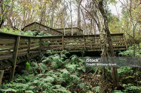 Escaleras De Madera En Devils Millhopper Gainesville Fl Foto De Stock Y