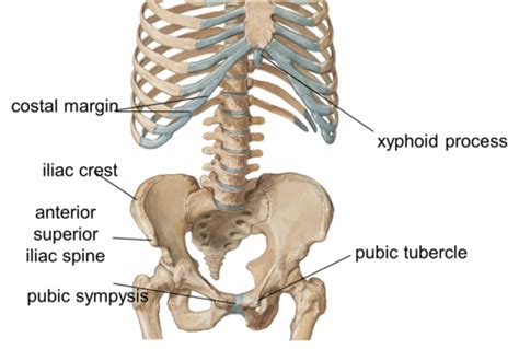 Lecture Sa Approach To Abdomen Flashcards Quizlet