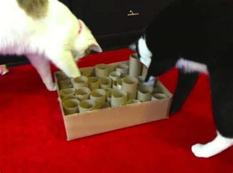 Giochini Per Gatti Fai Da Te 5 Idee Fatte In Casa MicioGatto It