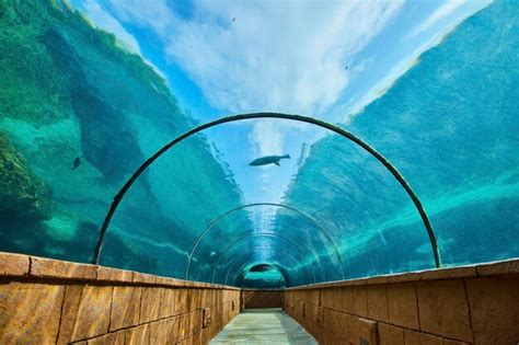 Premium Photo | Aquatic life in underwater tunnel aquarium with ...