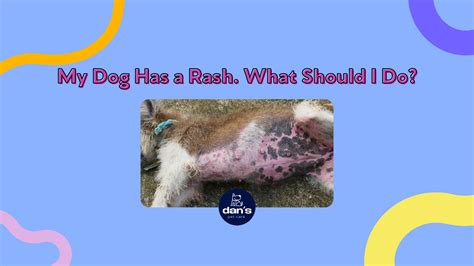 My Dog Has a Rash. What Should I Do? — Dan's Pet Care