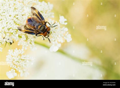 Phasia Hemiptera Hi Res Stock Photography And Images Alamy