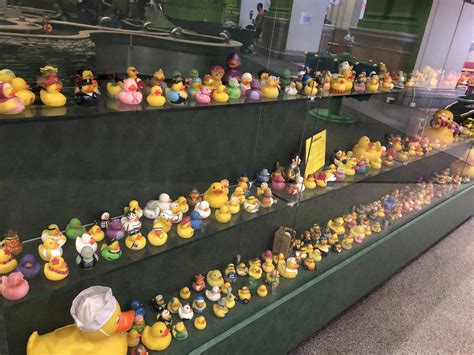 A large variety of rubber ducks. : mildlyinteresting