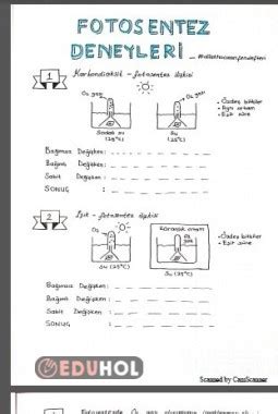 Fotosentez Deneyleri Al Ma K Eduhol Etkinlik Ndir Oyun Oyna