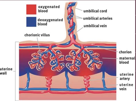 2C Fetal Circulation Gestation And Birth Flashcards Quizlet