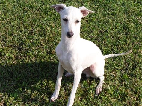 Chiot Elevage des tendres calins eleveur de chiens Petit Lévrier