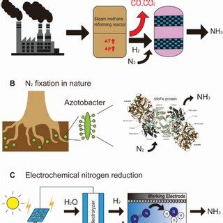 Nitrogen Fixation Three Representative Routes To Produce Ammonia From