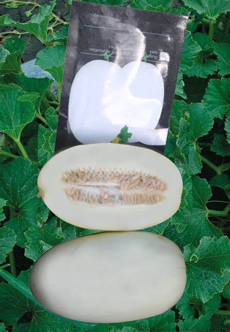 Sweet Melon Honeydew Cantaloupe Seeds For Sale Small White Pear