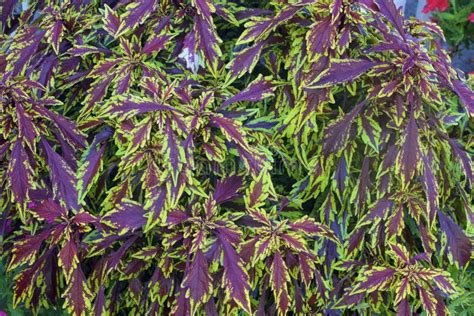 Flamethrower Chili Pepper Coleus 837079 Stock Photo Image Of