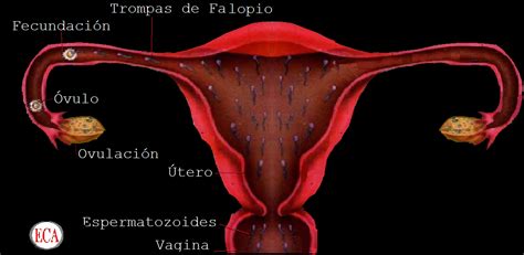 BiologÍa Nivel Enseñanza Media Sistema Reproductor Femenino