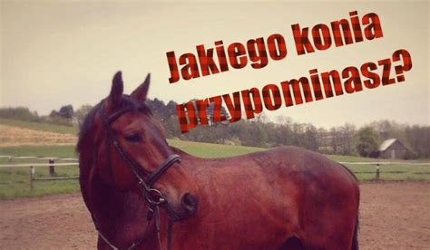 Jakiego konia ze Stadniny Koni Kierzbuń przypominasz 1 sameQuizy