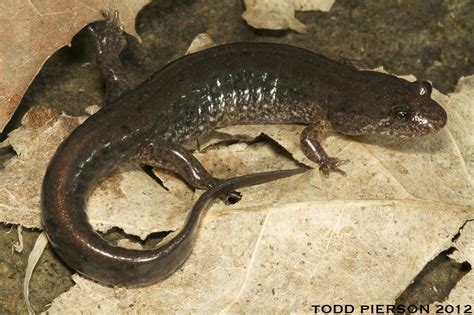 Dusky Salamander Salamandre Sombre Du Nord Amphibians Of Fundy