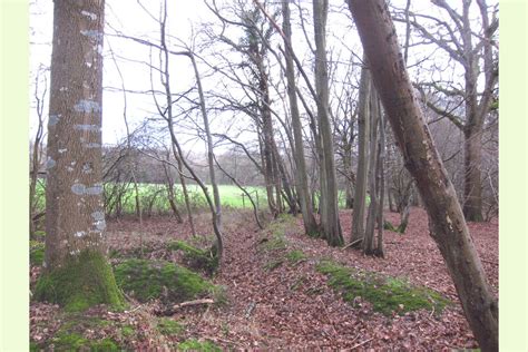 Hyes Copse By Rudgwick Horsham West Sussex South East England