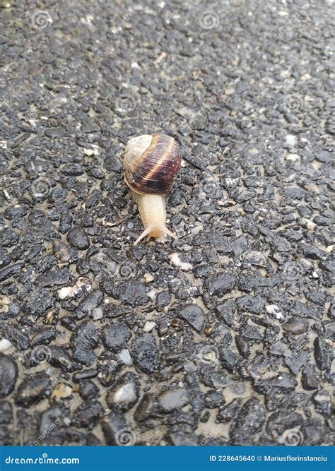 Snail Mollusk Crawling On The Asphalt Stock Photo Image Of Lasphalte