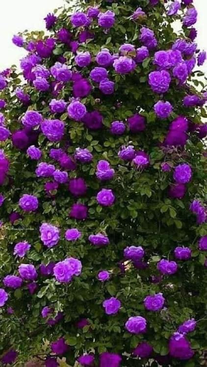 Purple Roses Plants - Plants BW