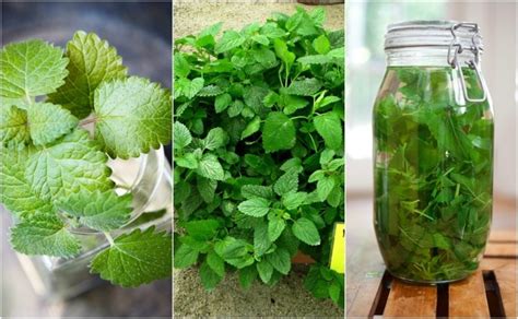 Reasons Everyone Should Start Growing Lemon Balm