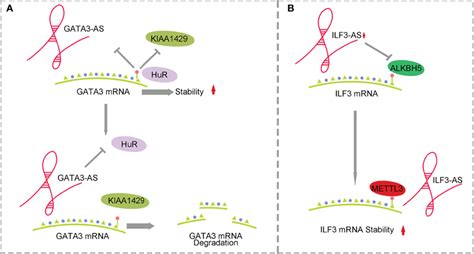 Mechanism Of Antisense Lncrna And M A Methylation Affecting Hcc A