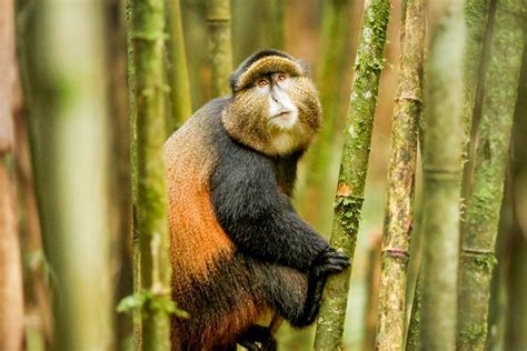 9 Days Uganda Primates And Hiking Adventure Tour