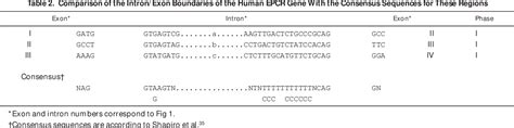 Structural And Functional Implications Of The Intron Exon Organization