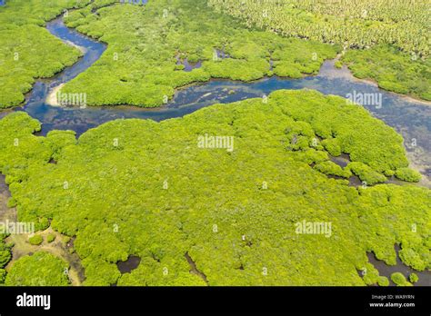 Mangroves Top View Mangrove Forest And Winding Rivers Tropical