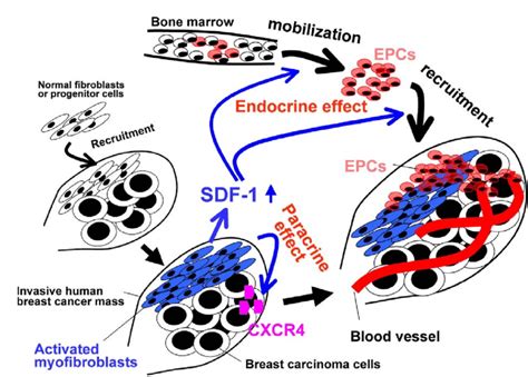 Cxcl12 Released By Stromal Fibroblasts Promotes Tumorigenesis In Download Scientific Diagram