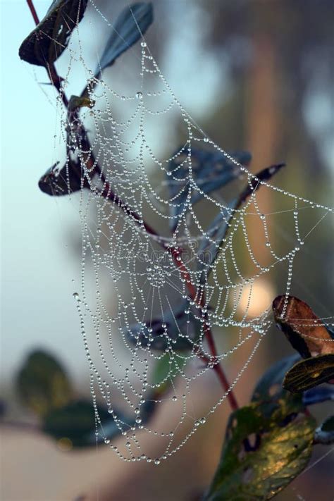 Spider Web with Dew Drops in Winter Nature Stock Photo - Image of ...