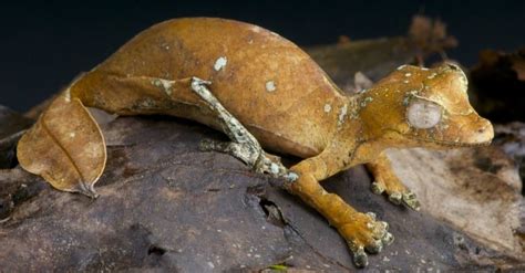 Leaf-Tailed Gecko - A-Z Animals