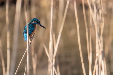 Martin pêcheur d Europe Alcedo atthis Eisvogel Common K Flickr