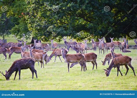 Herd Of Red Deer During Rut In Autumn Fall Stock Photo Image Of Field