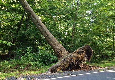 Dream About Trees Falling Spiritual Meanings Interpretations