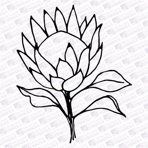 Protea Waratah Proteas Designlooter Fynbos Sketchite Sketch Coloring Page