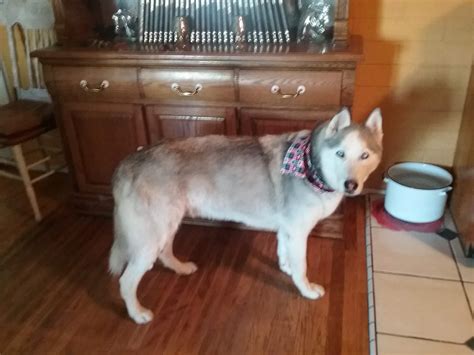 In Memory of Wiley | Paws Into Grace