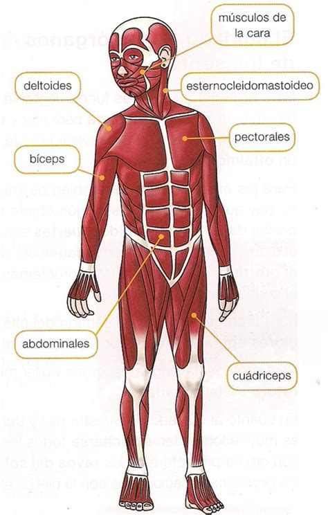 Maestra De Primaria Los Huesos Y Los M Sculos Del Cuerpo El Aparato