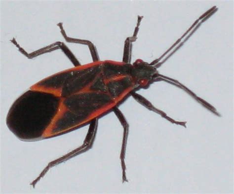 Eastern Boxelder Bug Whats That Bug