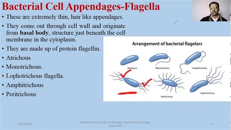 Bacterial Cell Appendages Flagella Pili Fimbrae Youtube