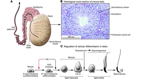 Testis Cross Section With Sperm