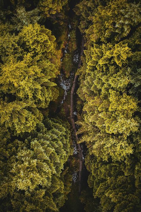 Bilder Zum Thema Pfad Im Wald Kostenlose Bilder Auf Unsplash