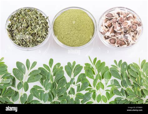 Moringa Oleifera Con Muchos Beneficios Vitaminas Minerales Y