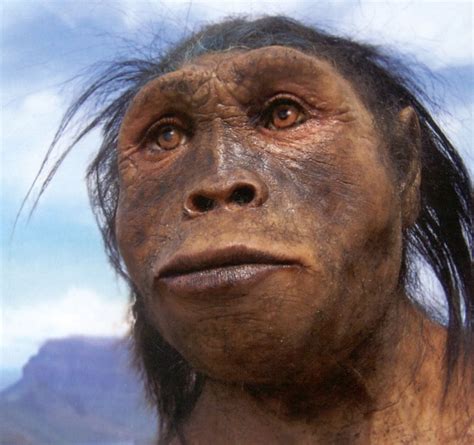 Homo Habilis Houses
