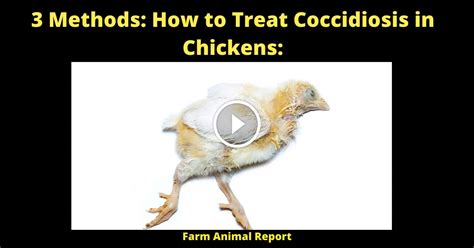 3 Methods How To Treat Coccidiosis In Chickens Effective Treatment Methods For Your Flock