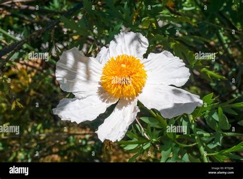 Matilija Poppy Flower California Stock Photo Alamy