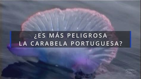 Vídeo por qué es más peligrosa la carabela portuguesa