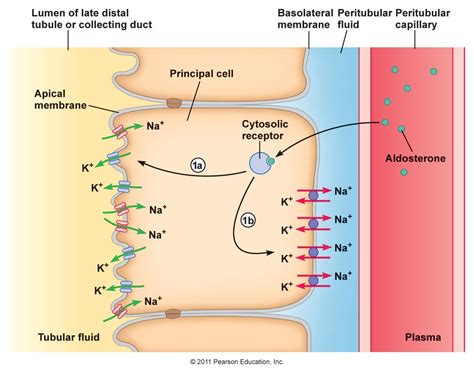 Na K Passive Transport Luminal Menbrane Na K Atpase Active Transport Basolateral Membrane